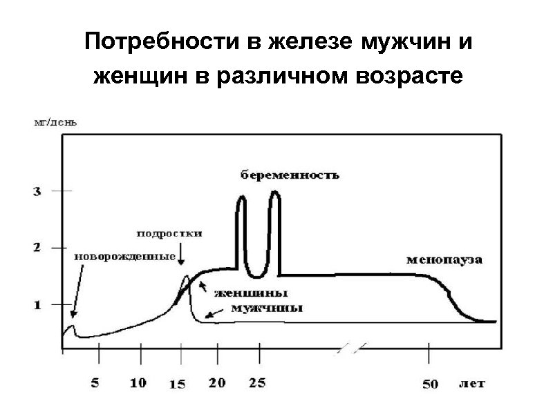 Потребности в железе мужчин и женщин в различном возрасте 