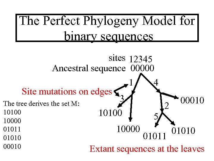 The Perfect Phylogeny Model for binary sequences sites 12345 Ancestral sequence 00000 1 4