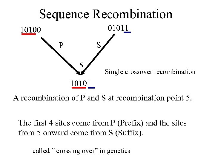 Sequence Recombination 01011 10100 S P 5 Single crossover recombination 10101 A recombination of