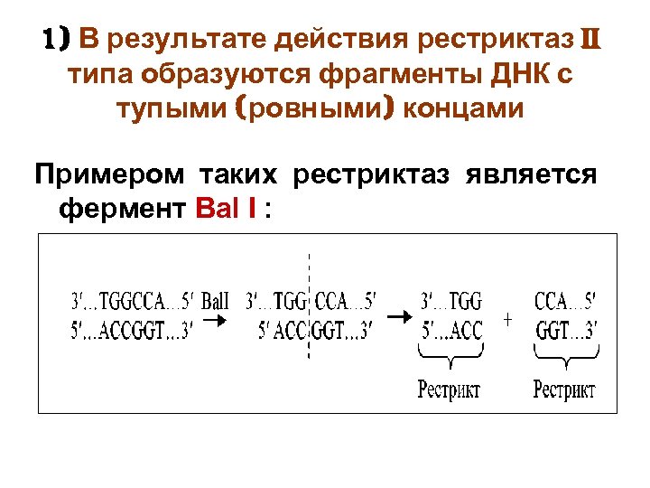 1) В результате действия рестриктаз II типа образуются фрагменты ДНК с тупыми (ровными) концами