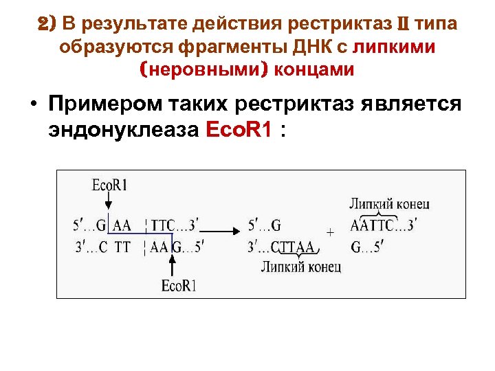 2) В результате действия рестриктаз II типа образуются фрагменты ДНК с липкими (неровными) концами