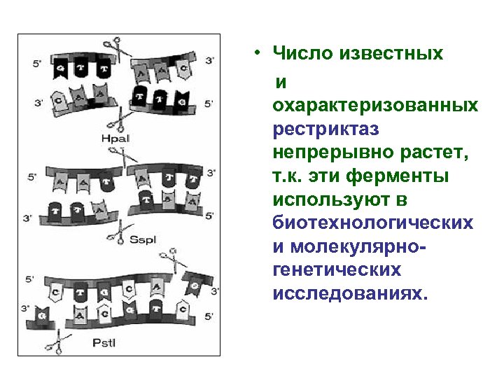  • Число известных и охарактеризованных рестриктаз непрерывно растет, т. к. эти ферменты используют