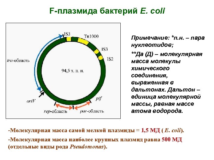 Плазмиды характеристика