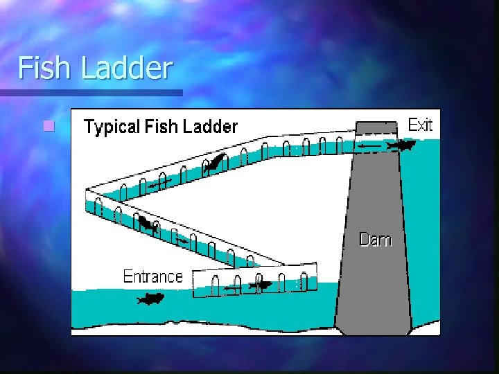Fish Ladder n 