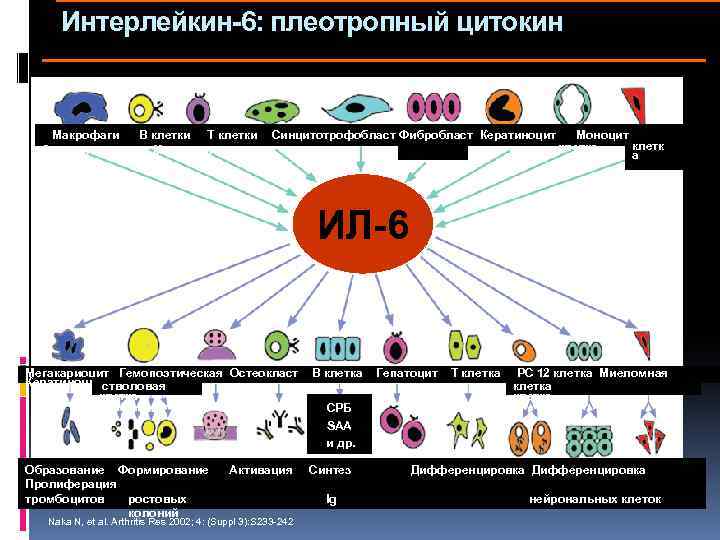 Интерлейкин-6: плеотропный цитокин Макрофаги В клетки Т клетки Эндотелиальная Мезангиальная Синцитотрофобласт Фибробласт Кератиноцит Моноцит