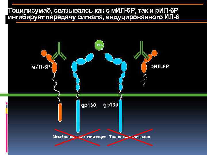 Тоцилизумаб, связываясь как с м. ИЛ-6 Р, так и р. ИЛ-6 Р ингибирует передачу