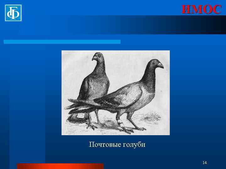 ИМОС Почтовые голуби 14 