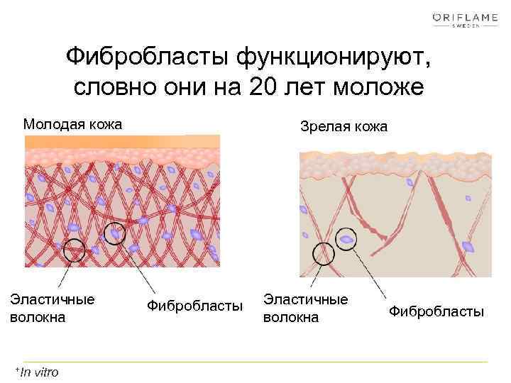 Фибробласты функционируют, словно они на 20 лет моложе Молодая кожа Эластичные волокна +In vitro