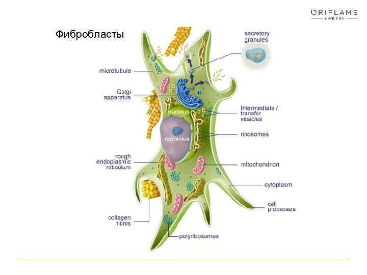 Фибробласты 