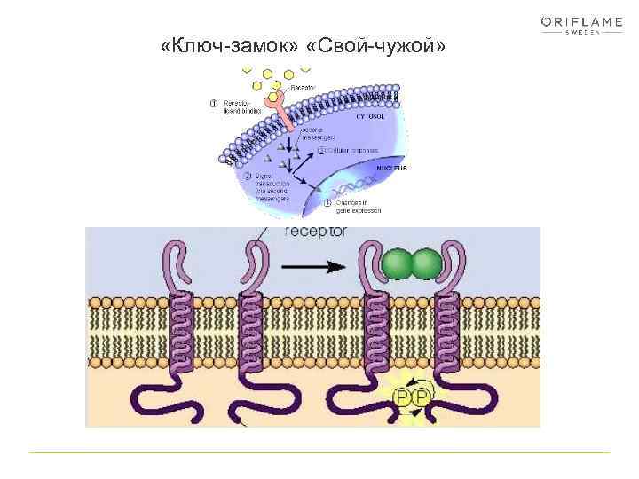  «Ключ-замок» «Свой-чужой» 