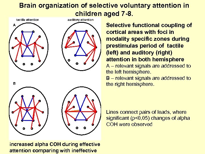 Brain organization of selective voluntary attention in children aged 7 -8. Selective functional coupling
