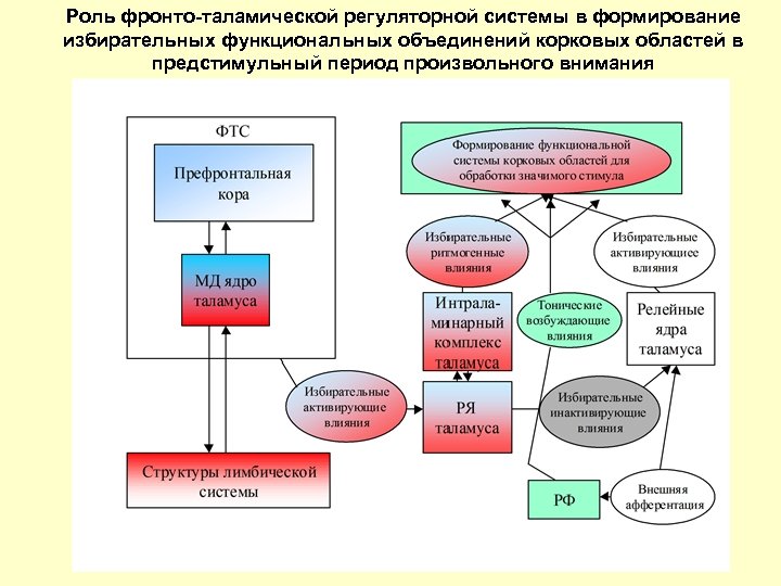 Роль фронто-таламической регуляторной системы в формирование избирательных функциональных объединений корковых областей в предстимульный период