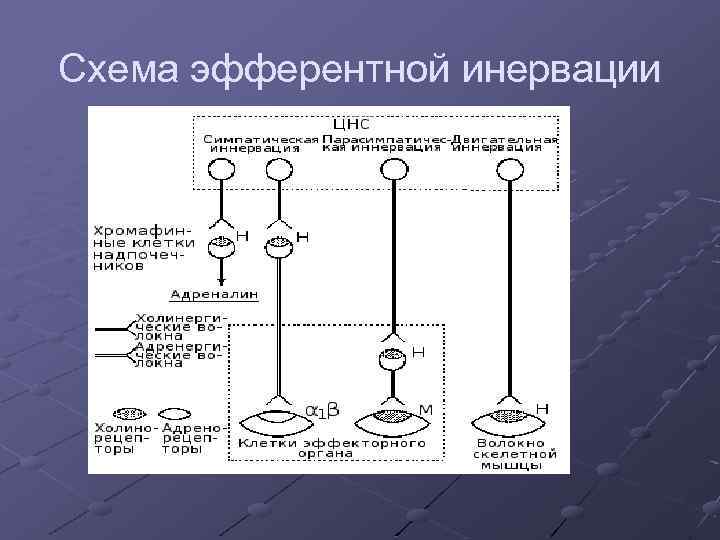 Схема эфферентной инервации 