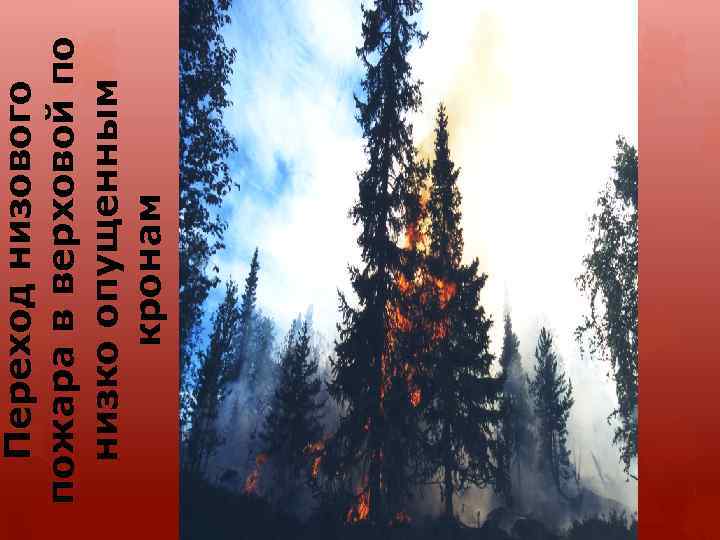 Переход низового пожара в верховой по низко опущенным кронам 