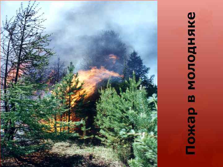 Пожар в молодняке 