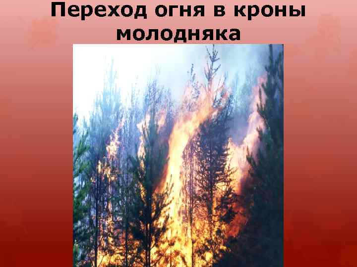 Переход огня в кроны молодняка 