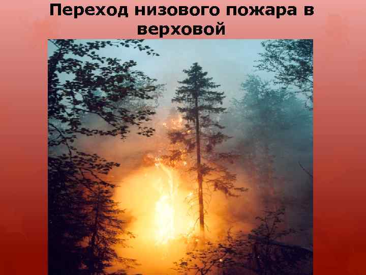 Переход низового пожара в верховой 