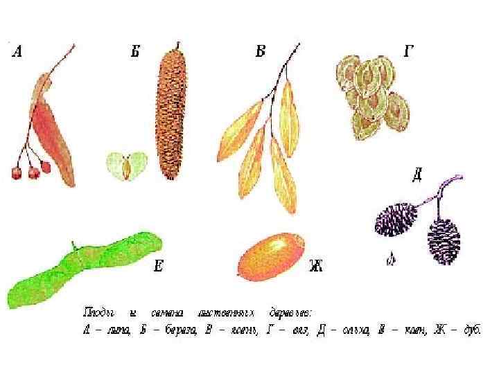 Семена деревьев картинки