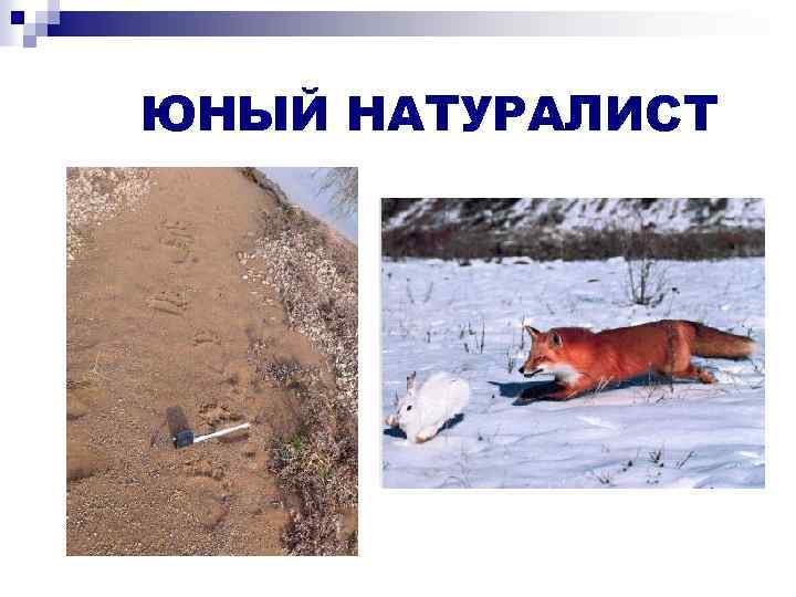 ЮНЫЙ НАТУРАЛИСТ 