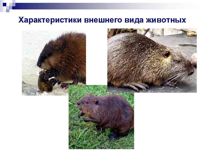 Характеристики внешнего вида животных 