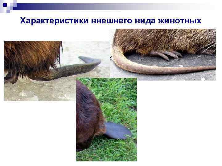 Характеристики внешнего вида животных 