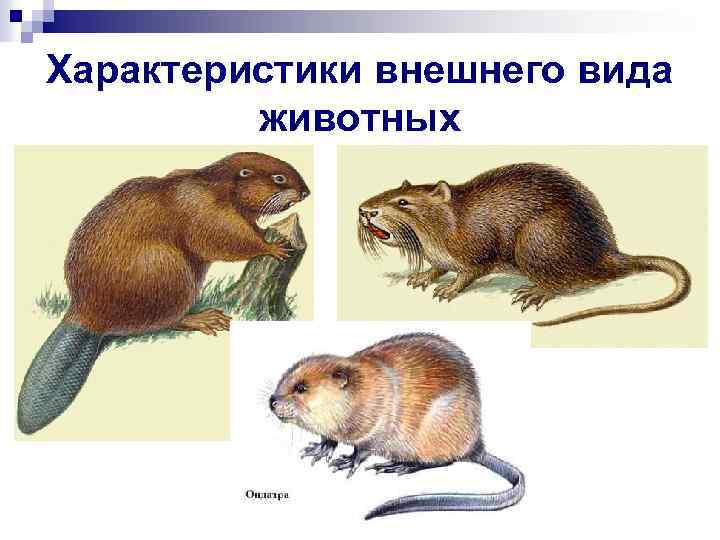 Характеристики внешнего вида животных 