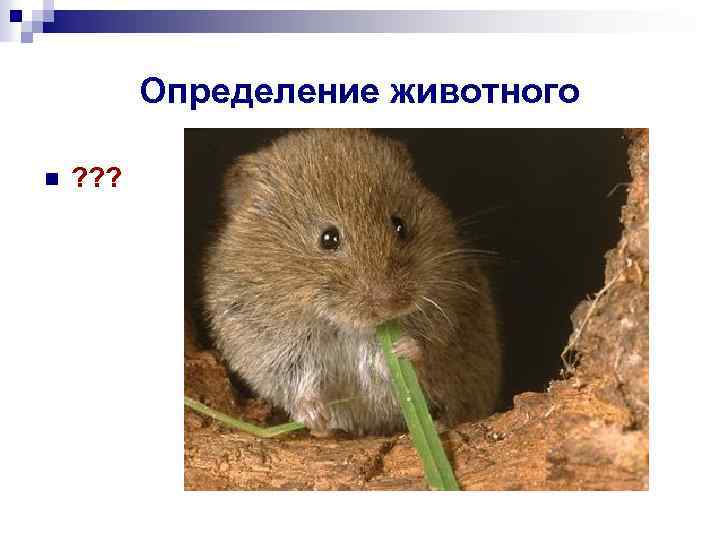 Определение животного n ? ? ? 