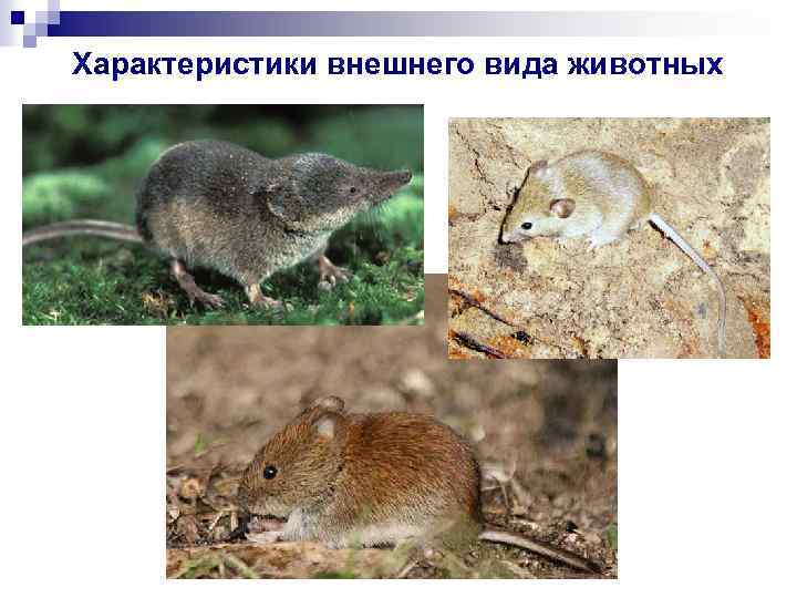 Характеристики внешнего вида животных 