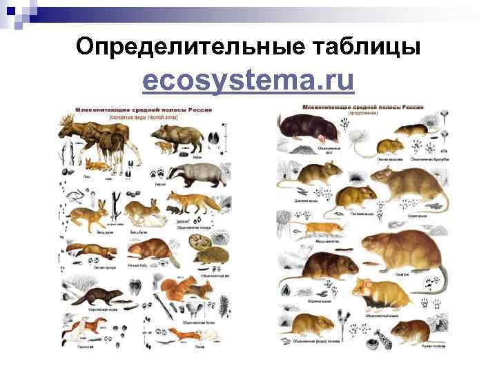 Определительные таблицы ecosystema. ru 