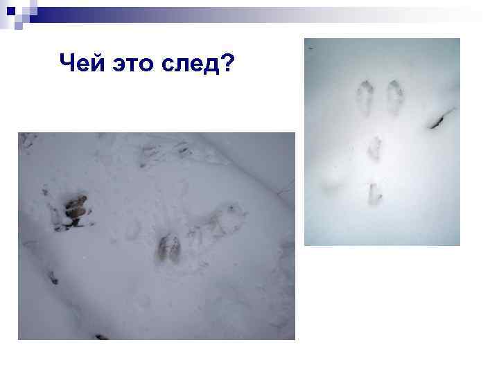 Чей это след? 