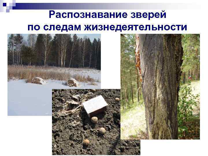 Распознавание зверей по следам жизнедеятельности 