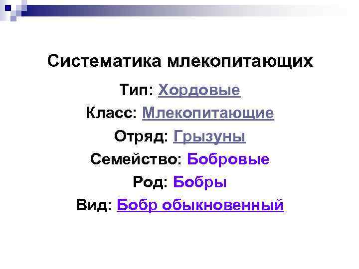 Систематика млекопитающих Тип: Хордовые Класс: Млекопитающие Отряд: Грызуны Семейство: Бобровые Род: Бобры Вид: Бобр
