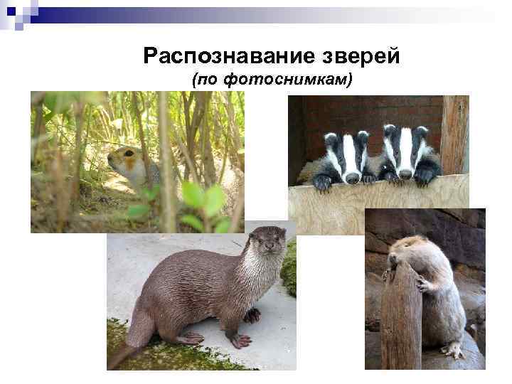 Распознавание зверей (по фотоснимкам) 