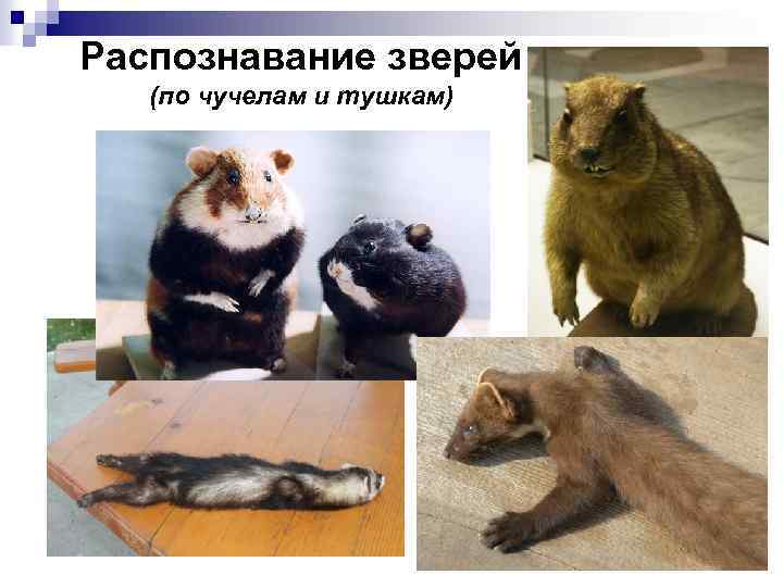 Распознавание зверей (по чучелам и тушкам) 