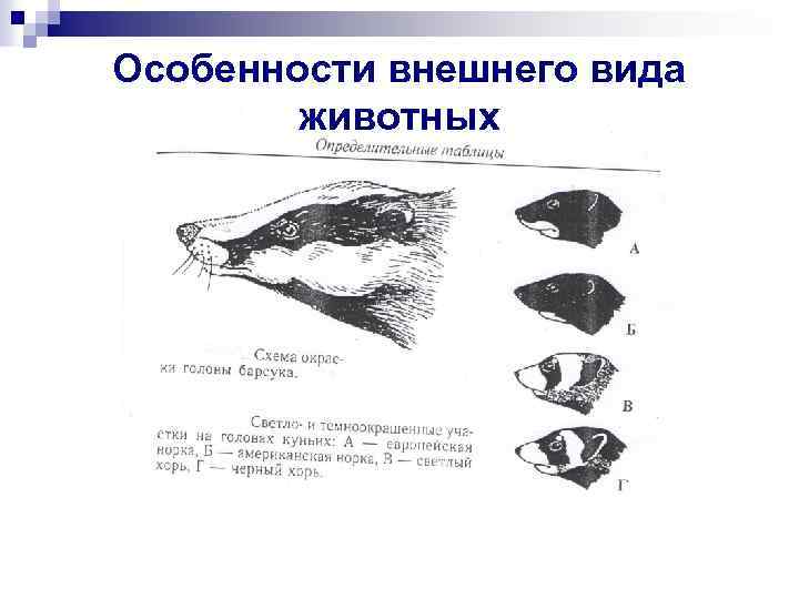 Особенности внешнего вида животных 