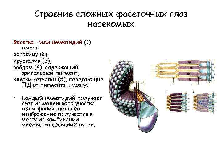 Строение сложных фасеточных глаз насекомых Фасетка – или омматидий (1) имеет: роговицу (2), хрусталик