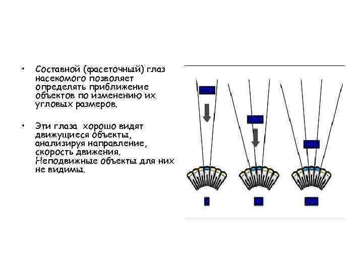  • Составной (фасеточный) глаз насекомого позволяет определять приближение объектов по изменению их угловых