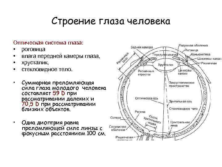 Строение глаза человека Оптическая система глаза: • роговица • влага передней камеры глаза, •