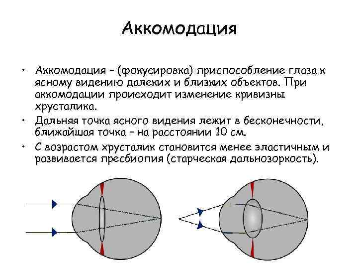 Характеристика аккомодации