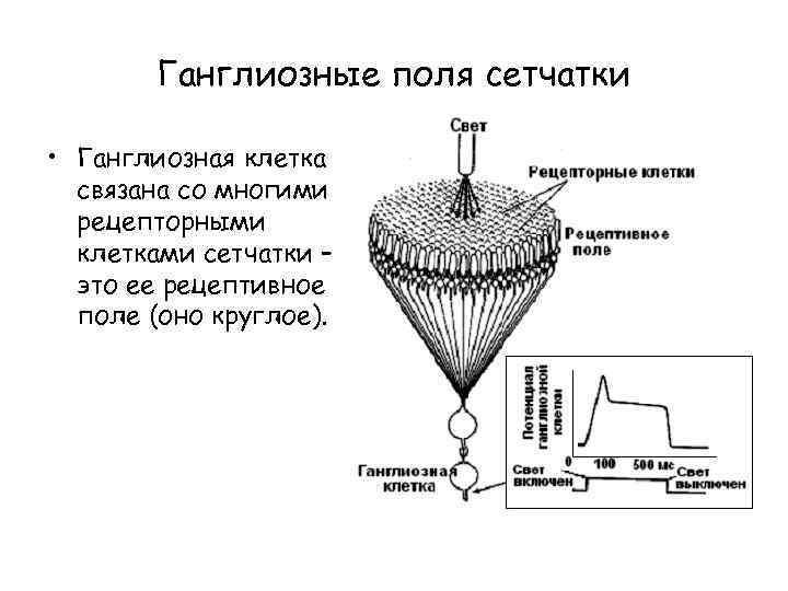 Ганглиозные поля сетчатки • Ганглиозная клетка связана со многими рецепторными клетками сетчатки – это