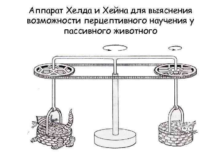 Аппарат Хелда и Хейна для выяснения возможности перцептивного научения у пассивного животного 