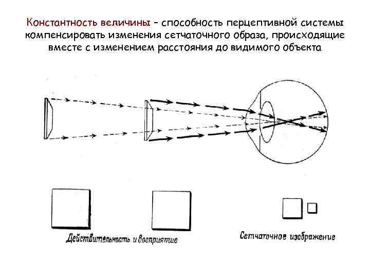 Константность величины – способность перцептивной системы компенсировать изменения сетчаточного образа, происходящие вместе с изменением