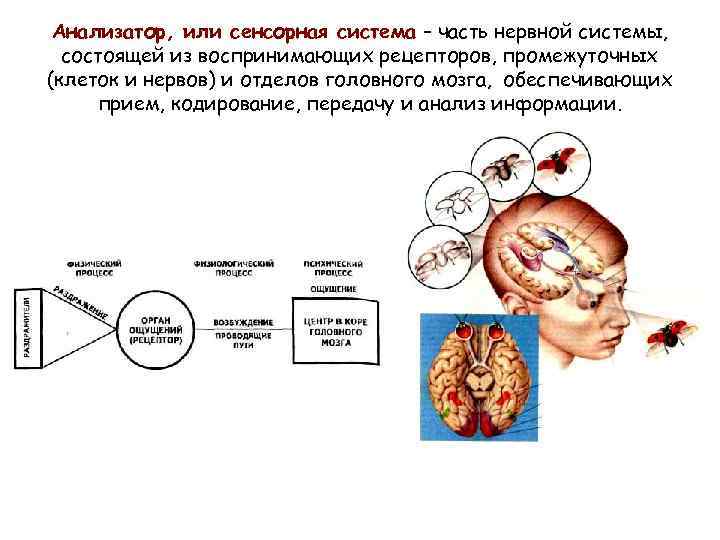 Анализатор состоит из рецепторов и проводящих. Сенсорная система анализатора человека. Схема сенсорной системы мозга.
