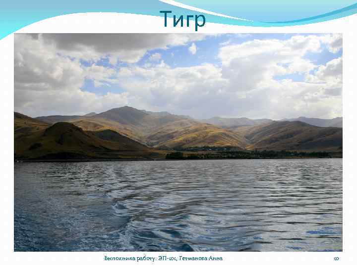 Тигр Выполнила работу: ЭП-101, Гетманова Анна 10 