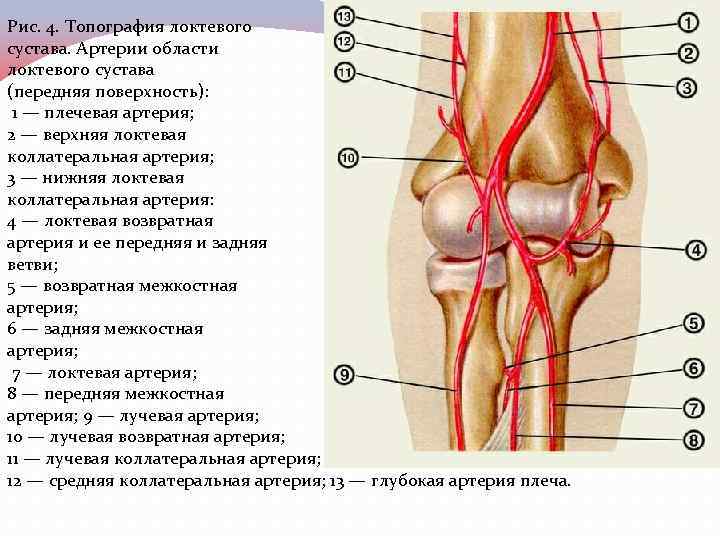 Сосуд в колене. Кровоснабжение локтевого сустава. Артериальные коллатерали области локтевого сустава. Кровоснабжение локтевого сустава анатомия. Коллатеральное кровообращение верхней конечности.