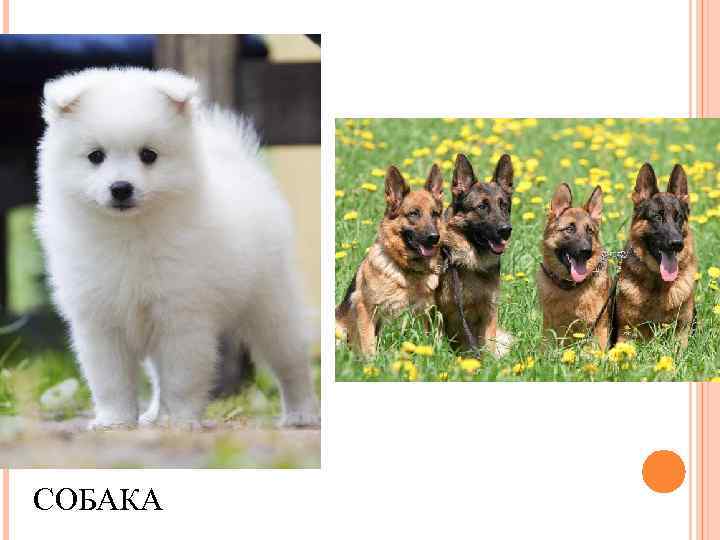 СОБАКА 