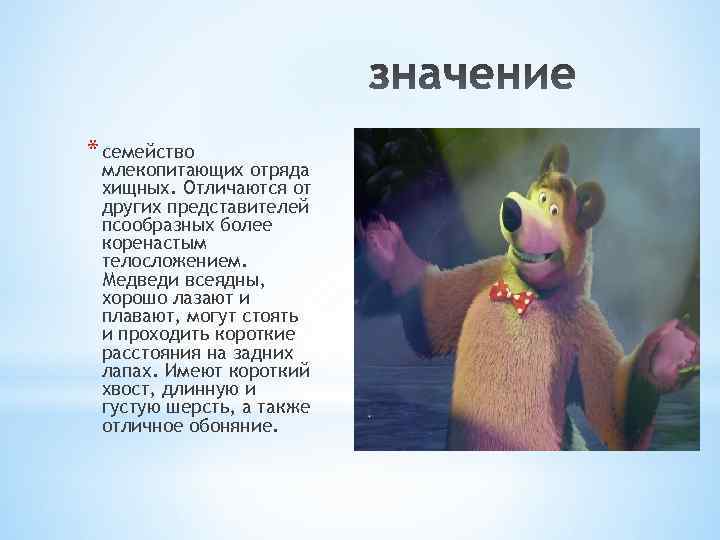 * семейство млекопитающих отряда хищных. Отличаются от других представителей псообразных более коренастым телосложением. Медведи