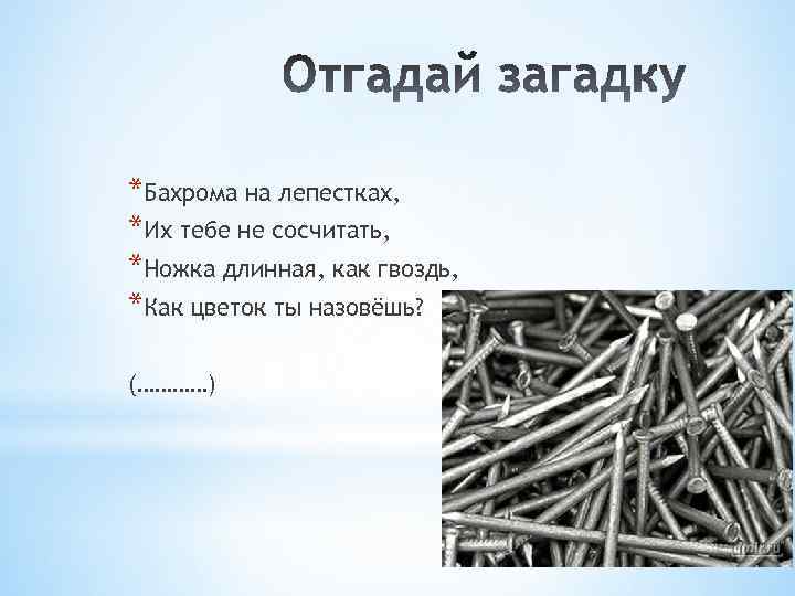 *Бахрома на лепестках, *Их тебе не сосчитать, *Ножка длинная, как гвоздь, *Как цветок ты