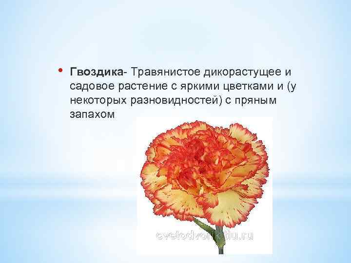  • Гвоздика- Травянистое дикорастущее и садовое растение с яркими цветками и (у некоторых