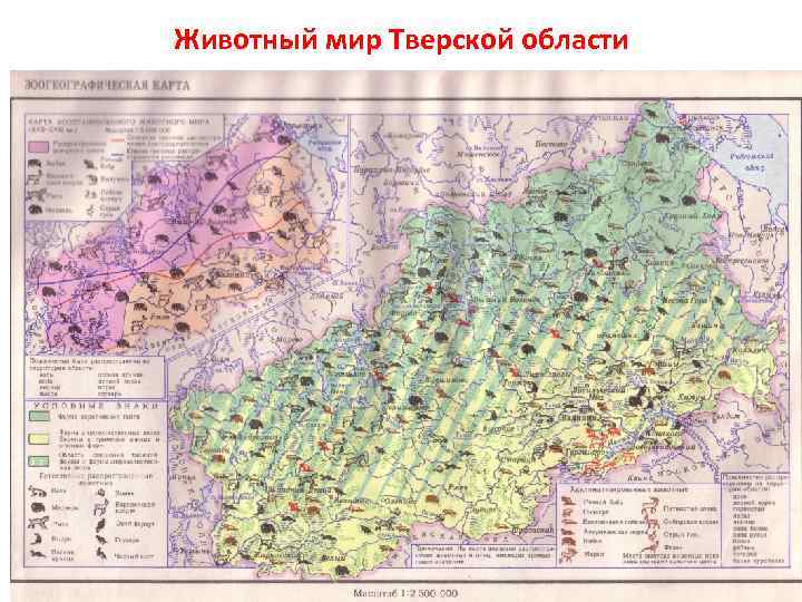 Карта осадков тверской обл